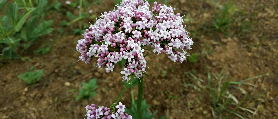 Valeriana amurensis: The Rare Plant Behind COZHOM.Why We Go So Far for One Plant