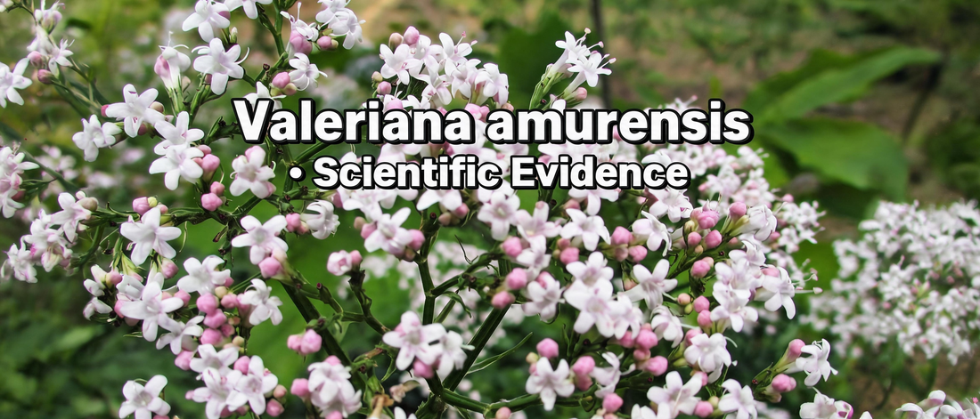 Valeriana amurensis · Scientific Evidence